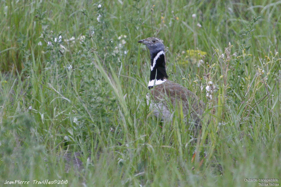 Outarde canepetière