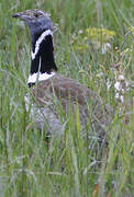 Little Bustard