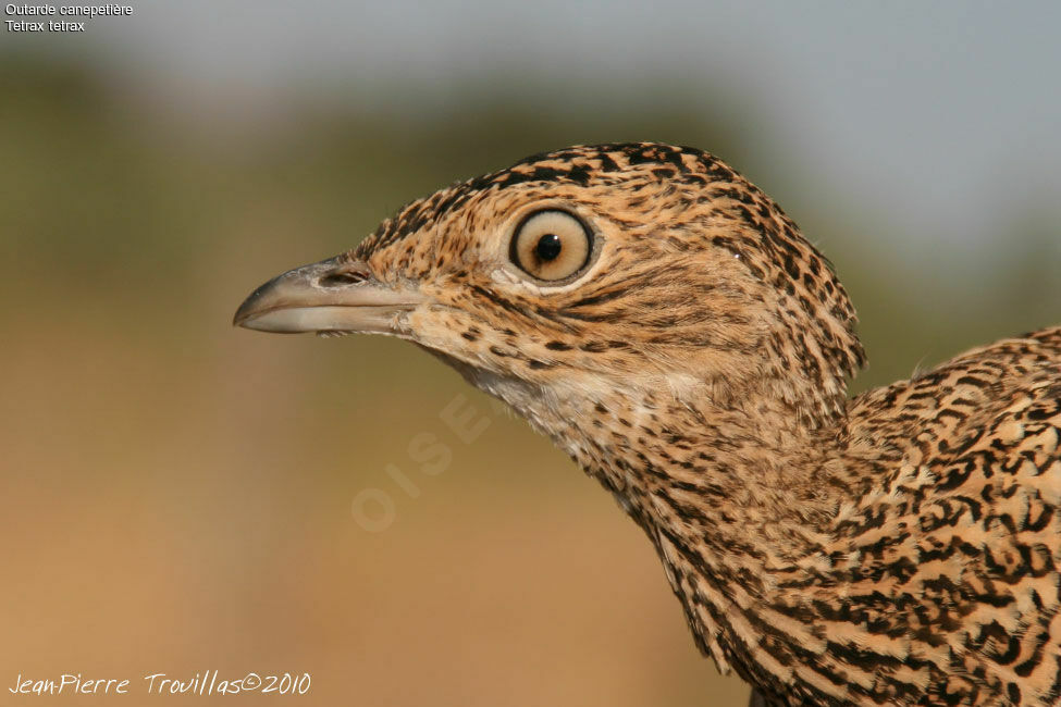 Outarde canepetière