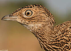 Little Bustard