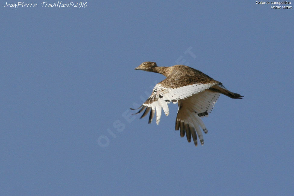 Little Bustard