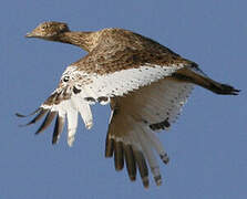 Little Bustard