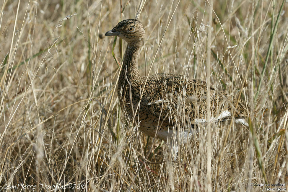 Outarde canepetière