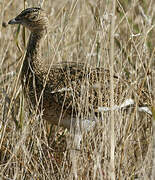 Little Bustard