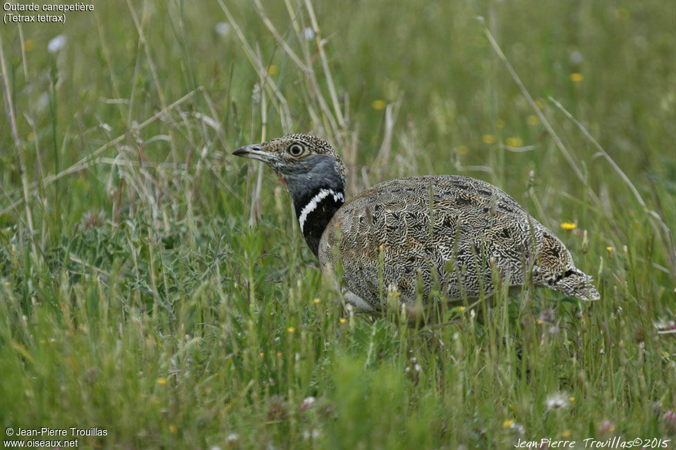 Outarde canepetière