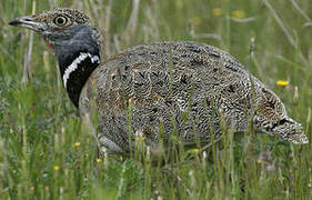 Little Bustard