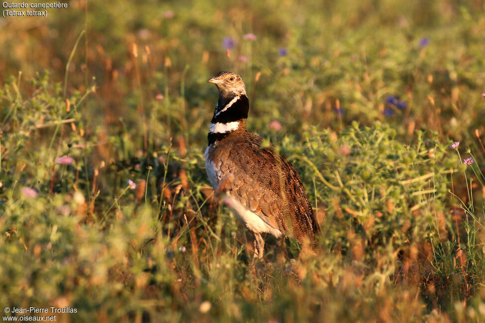 Little Bustard male