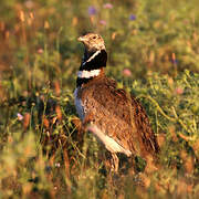 Little Bustard