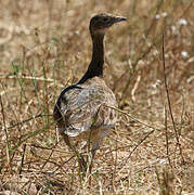 Little Bustard