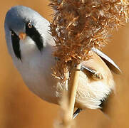 Bearded Reedling