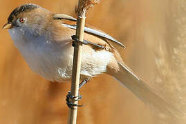 Bearded Reedling