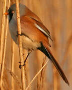 Bearded Reedling