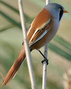 Bearded Reedling