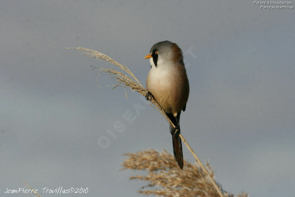 Bearded Reedling male adult, identification