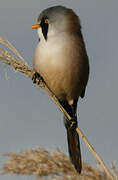 Bearded Reedling