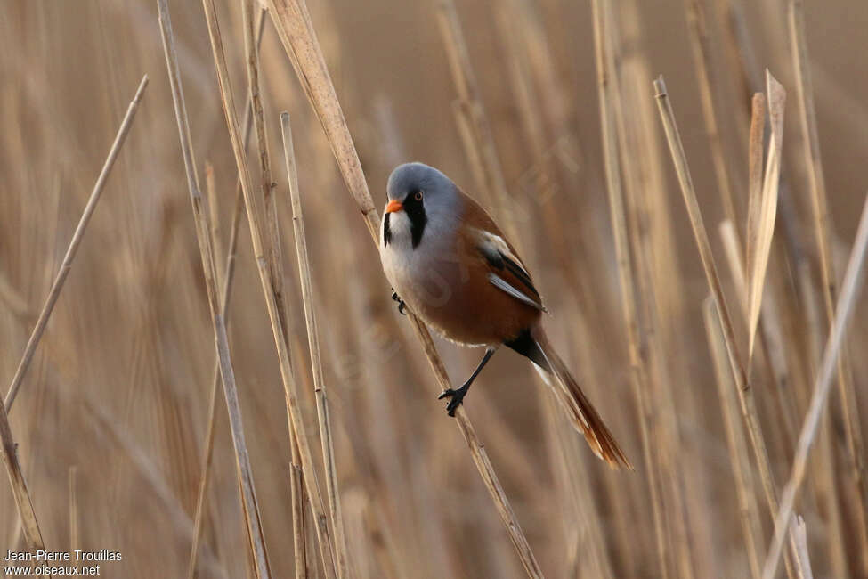 Bearded Reedling male adult breeding, identification