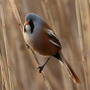 Bearded Reedling