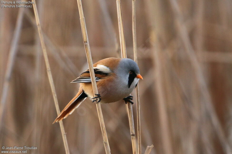 Bearded Reedling