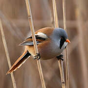 Bearded Reedling