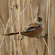 Bearded Reedling