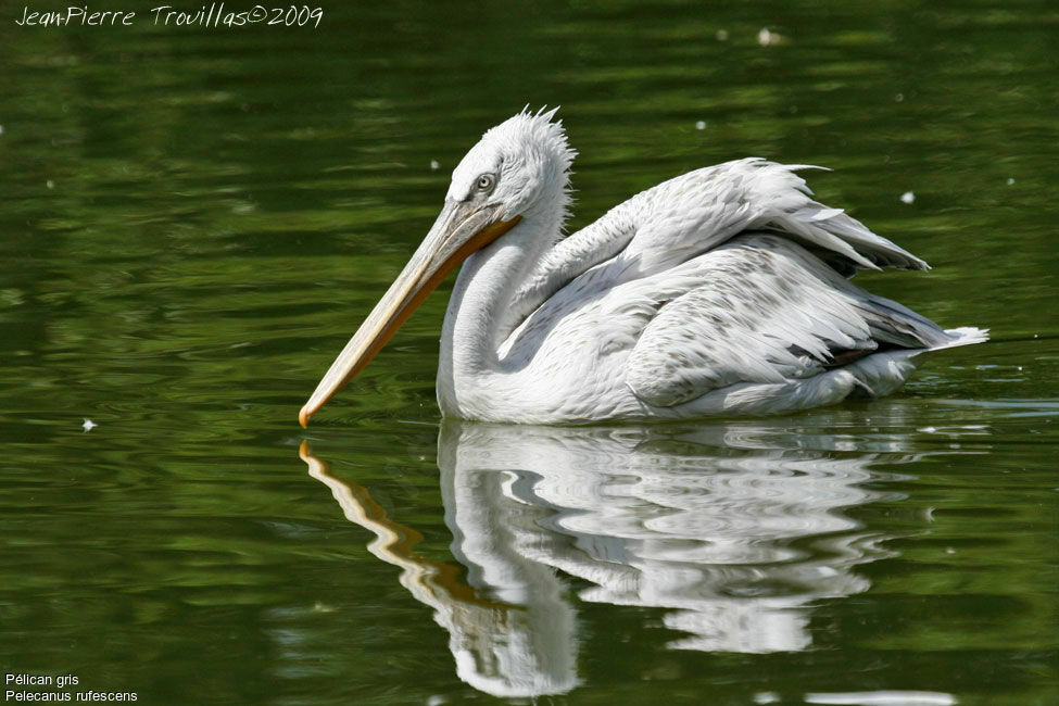 Pink-backed Pelican