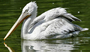 Pink-backed Pelican