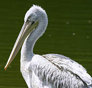 Pink-backed Pelican