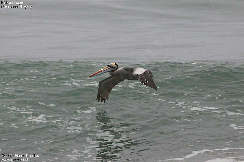 Peruvian Pelican