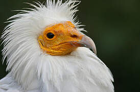 Egyptian Vulture