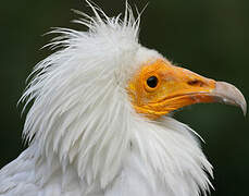 Egyptian Vulture