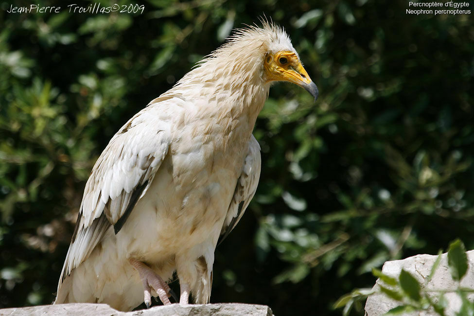 Egyptian Vulture