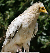 Egyptian Vulture