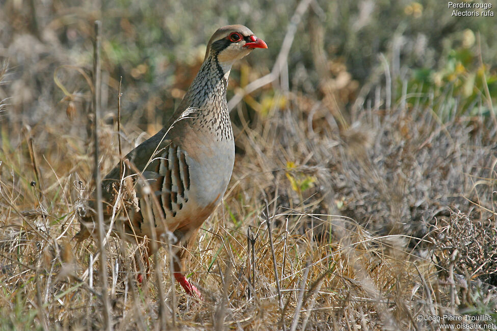 Perdrix rougeadulte