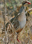 Red-legged Partridge