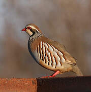 Red-legged Partridge