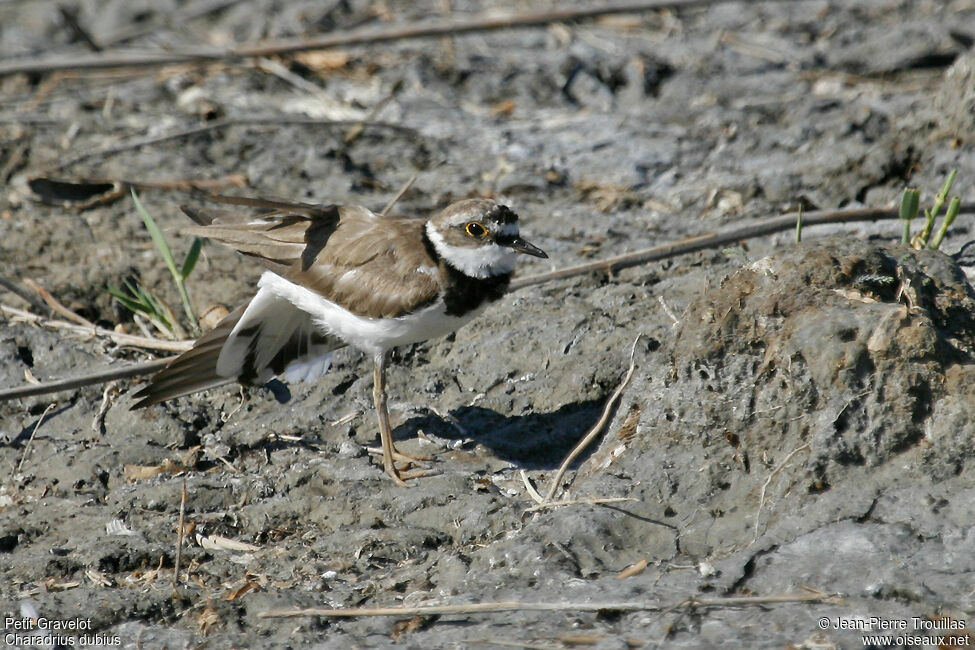 Little Ringed Plover