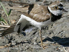 Little Ringed Plover