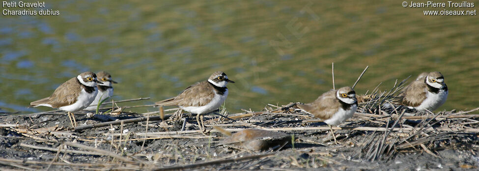 Little Ringed Plover