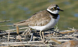 Little Ringed Plover