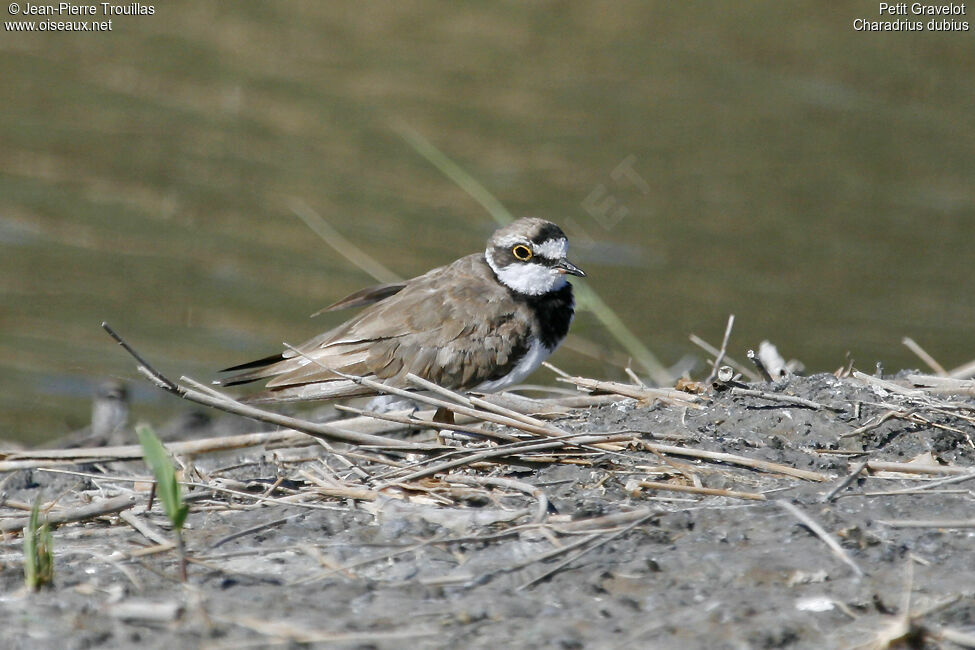 Little Ringed Plover