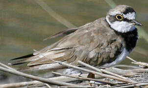 Little Ringed Plover