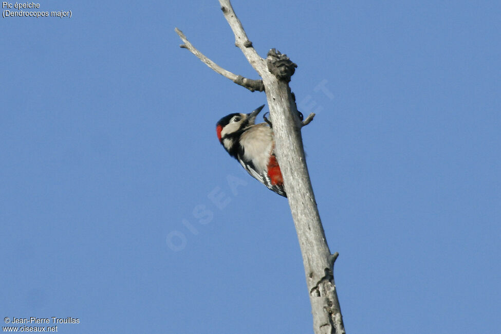 Great Spotted Woodpecker