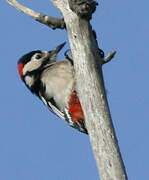 Great Spotted Woodpecker