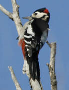 Great Spotted Woodpecker