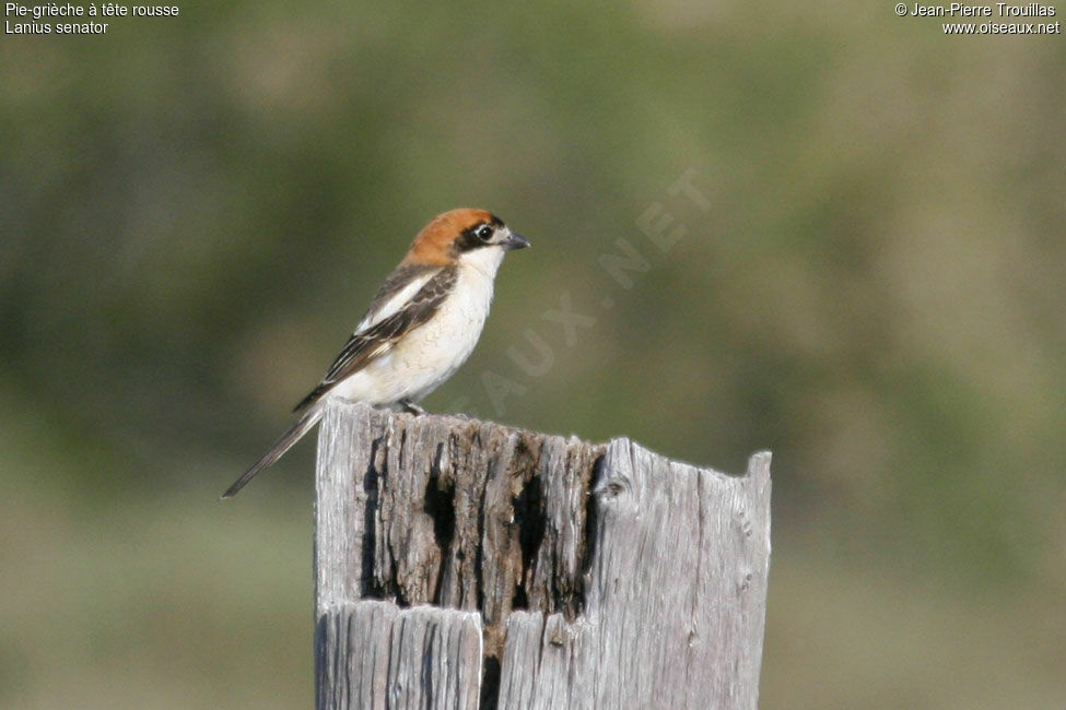 Woodchat Shrike