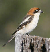 Woodchat Shrike