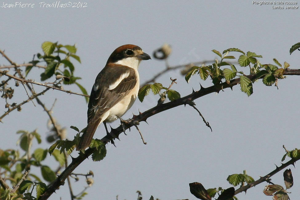 Woodchat Shrike