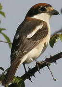 Woodchat Shrike