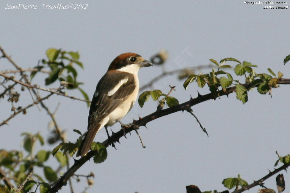 Pie-grièche à tête rousse