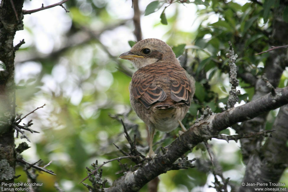 Red-backed Shrikejuvenile